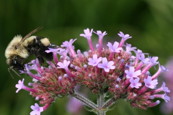 Verbena with bumblebee